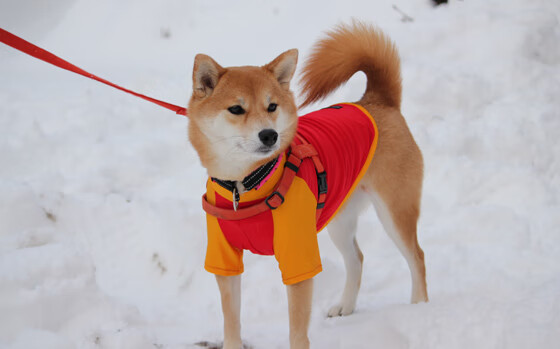 开云·体育全站登录地址-3D全景直播技术带给观众沉浸式观看体验，vr全景直播