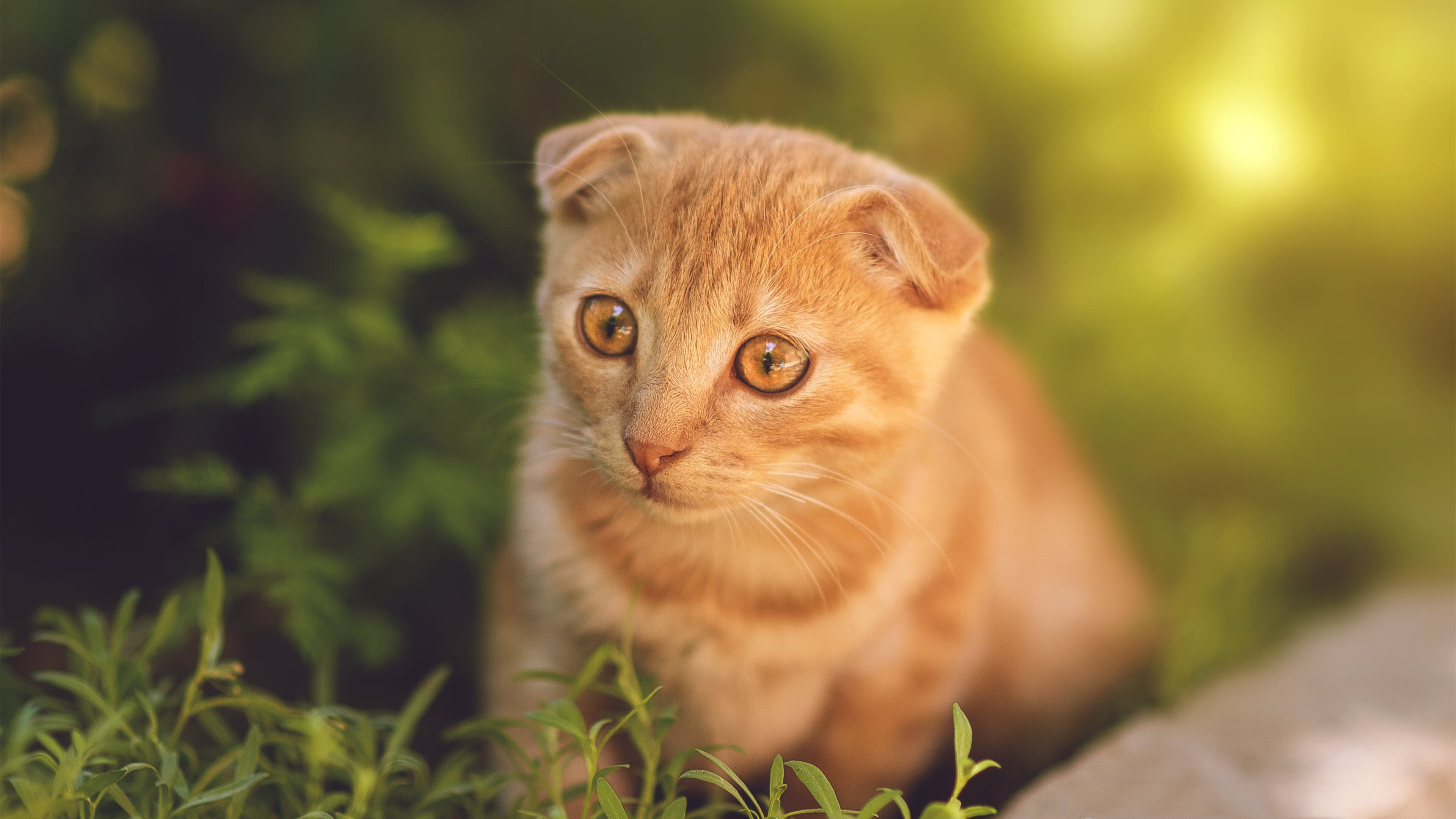 开云·体育官网APP下载-“西甲激烈交锋，豪门逐鹿冠军之路”，西甲传统豪门