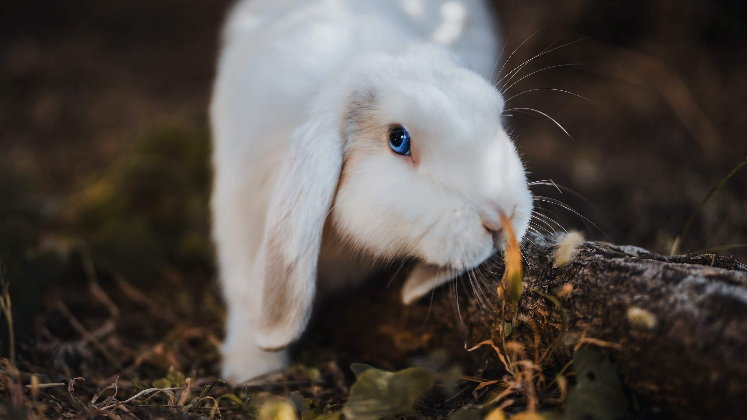 kaiyun体育综合-印度在射击、田径、摔跤、拳击等项目中表现出色，奖牌数显著增长。