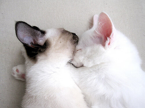 开云官网登录-快速轮滑赛，流动的青春与速度碰撞，快速轮滑视频